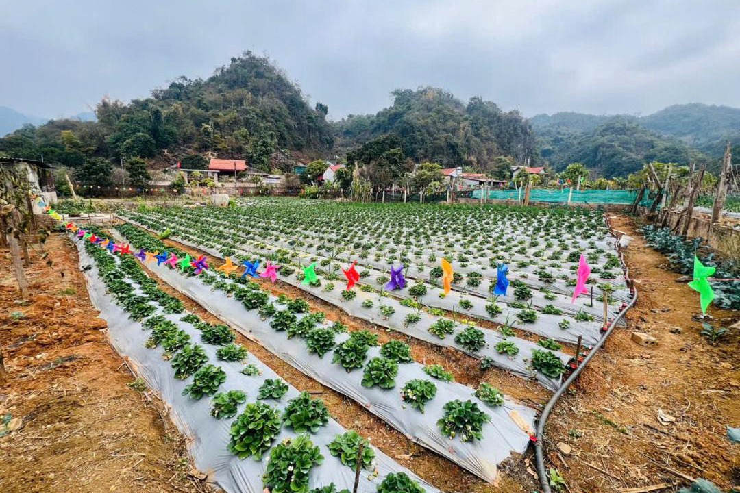 Photo of Others in Moc Chau
