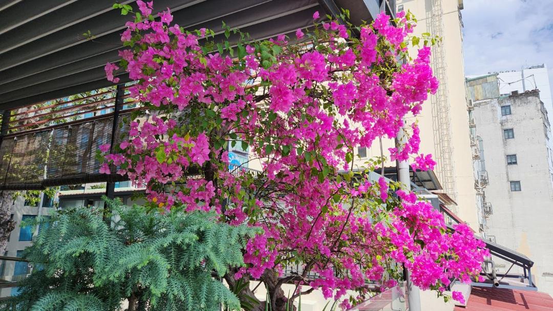 Photo of Others in Bui Thi Xuan