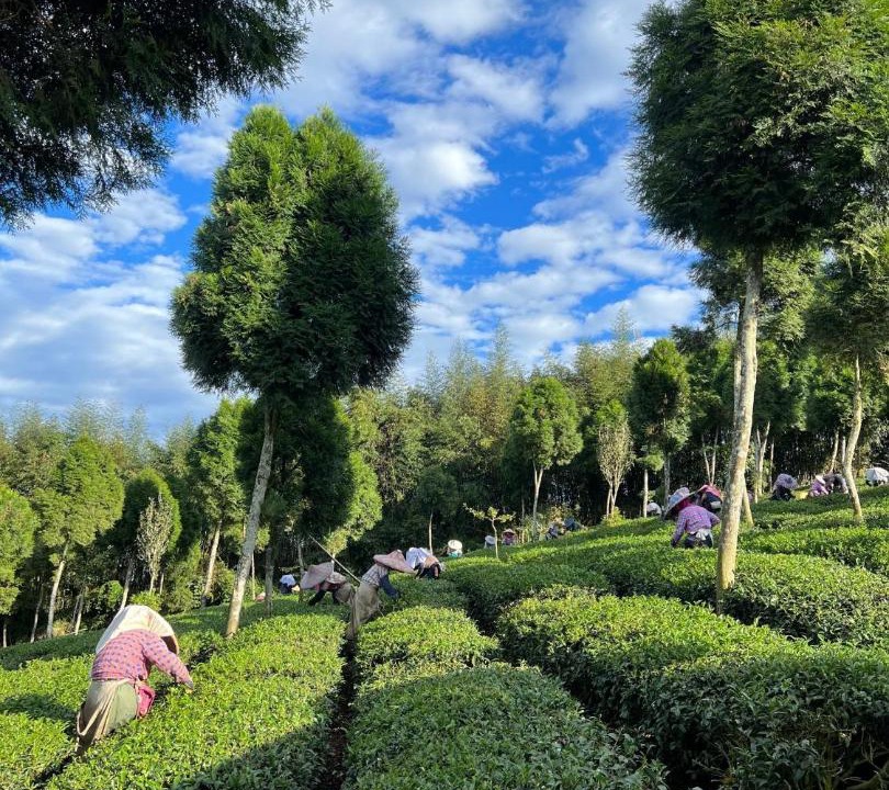 Photo of Others in Alishan