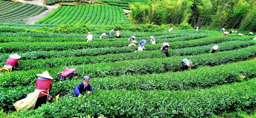Photo of Others in Zhuqi
