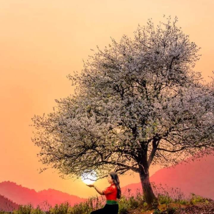 Photo of Others in Muong La