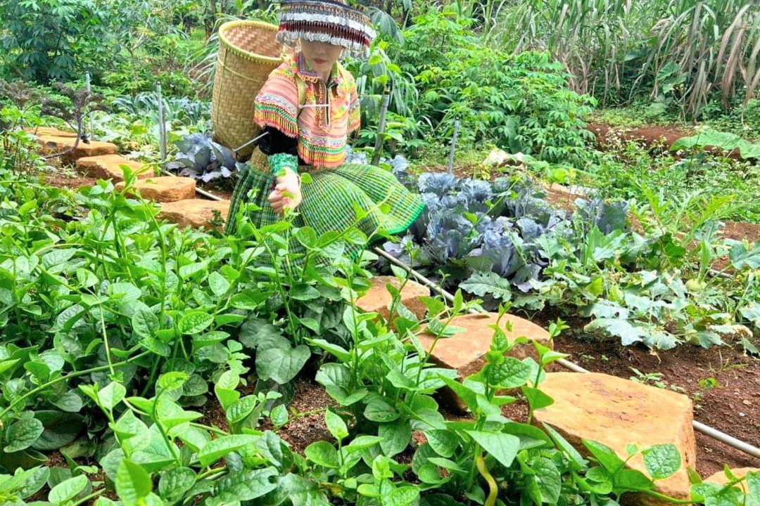 Photo of Others in Di Linh