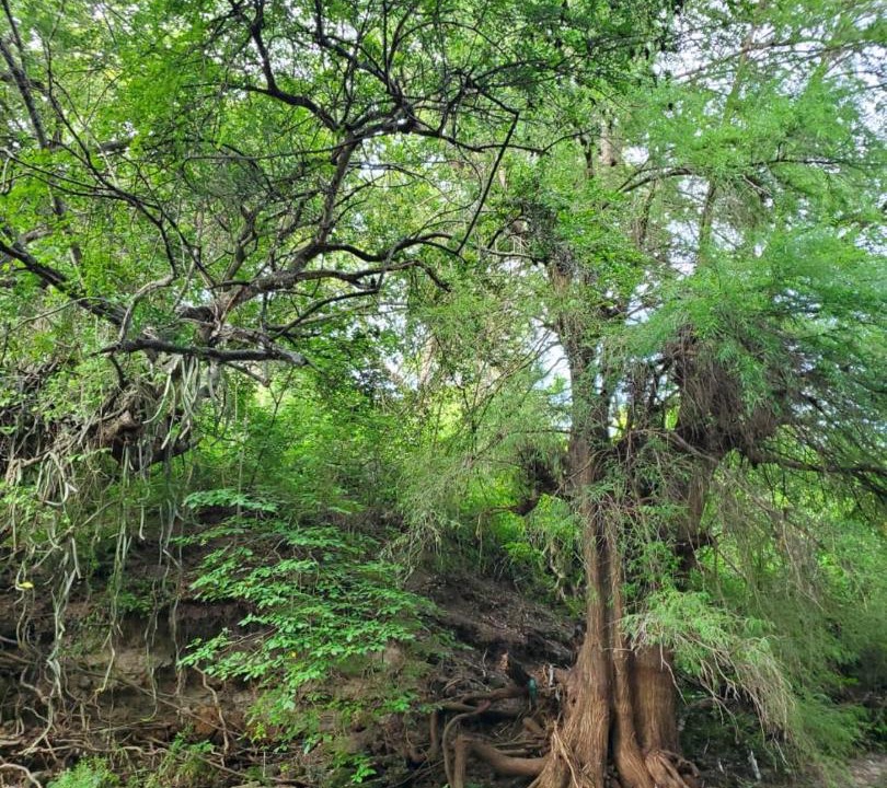 Photo of Others in Xoxocotla