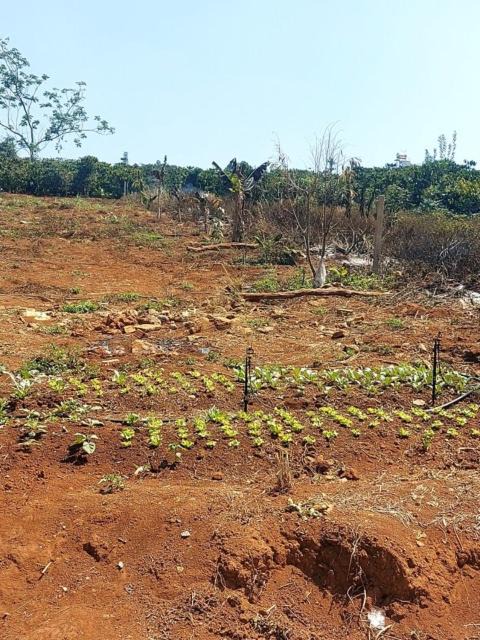 Photo of Others in Lam Ha