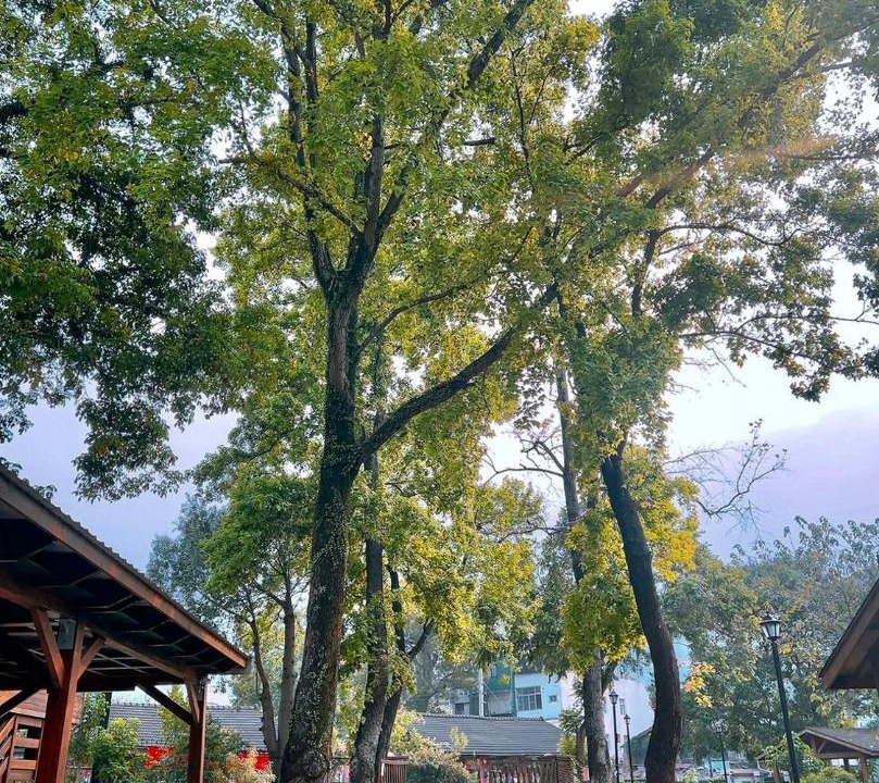 Photo of Others in Shuili