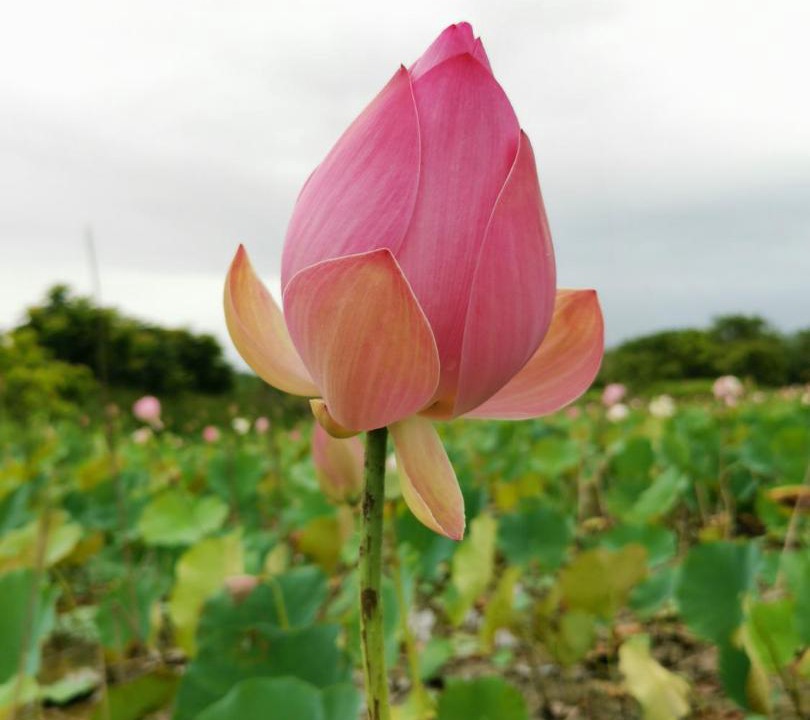 Photo of Others in Luye