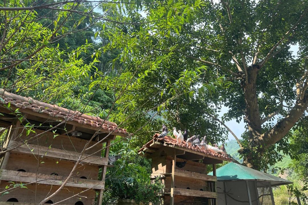 Photo of Others in Vi Xuyen