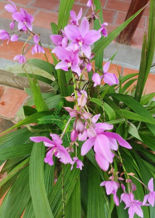 Photo of Outdoor in Long Ho