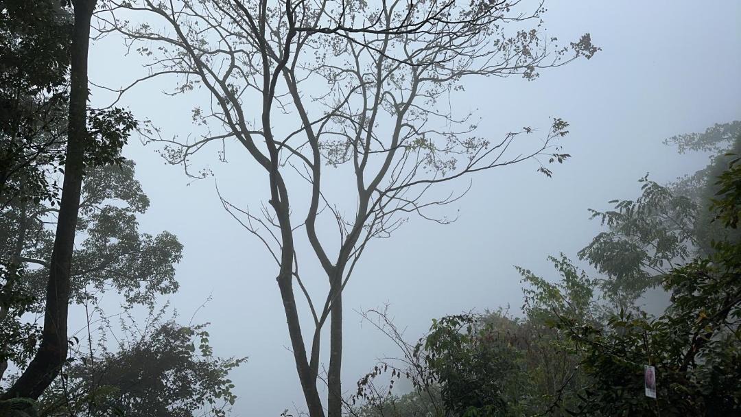 Photo of Others in Alishan