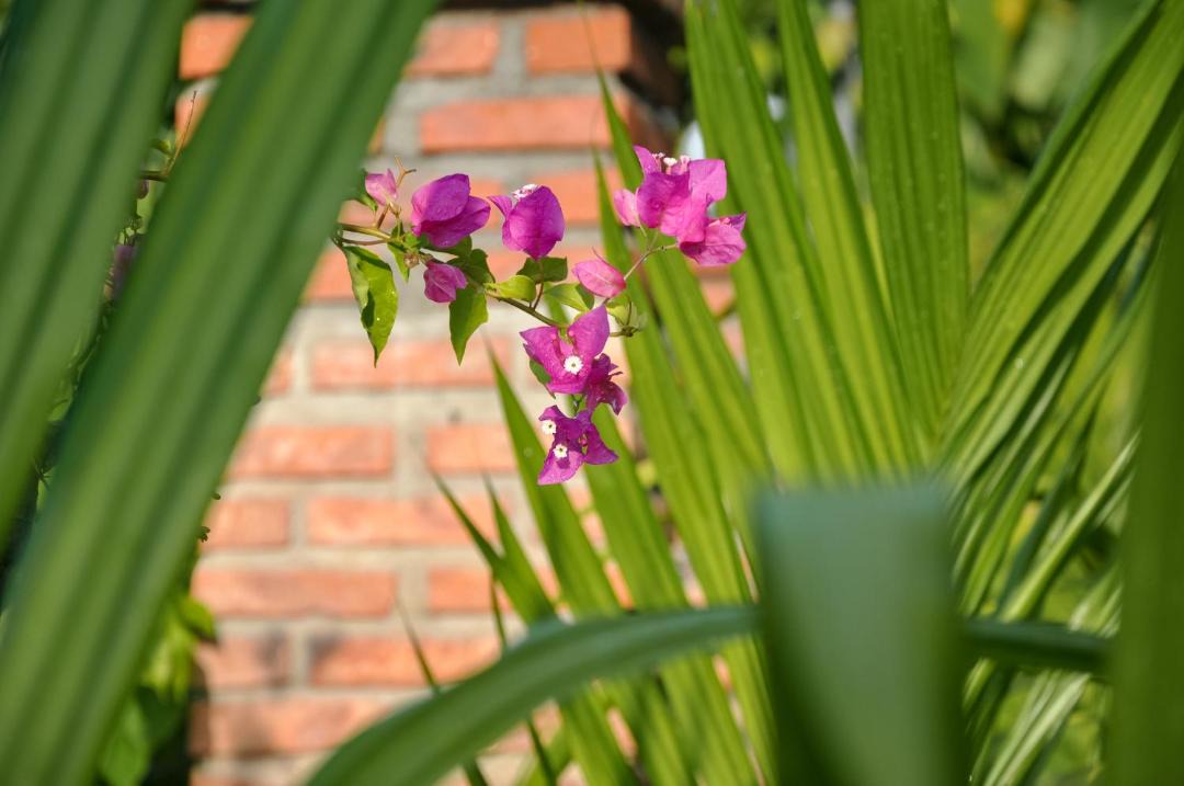 Photo of Others in Hoi An