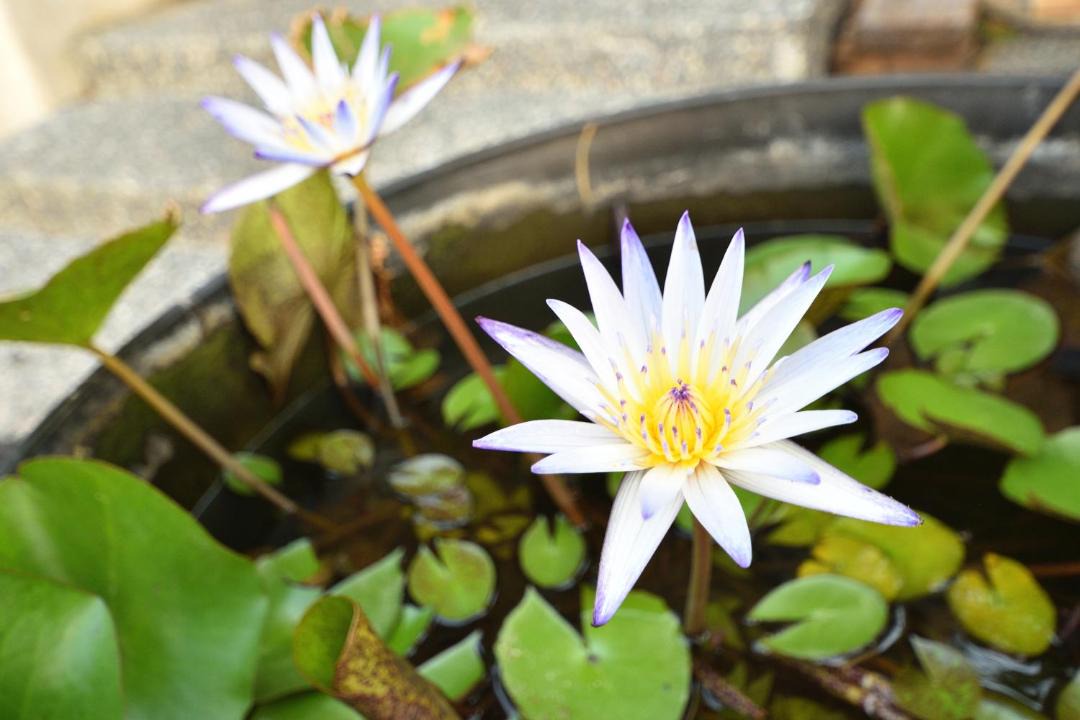Photo of Patio Balcony in Meinong