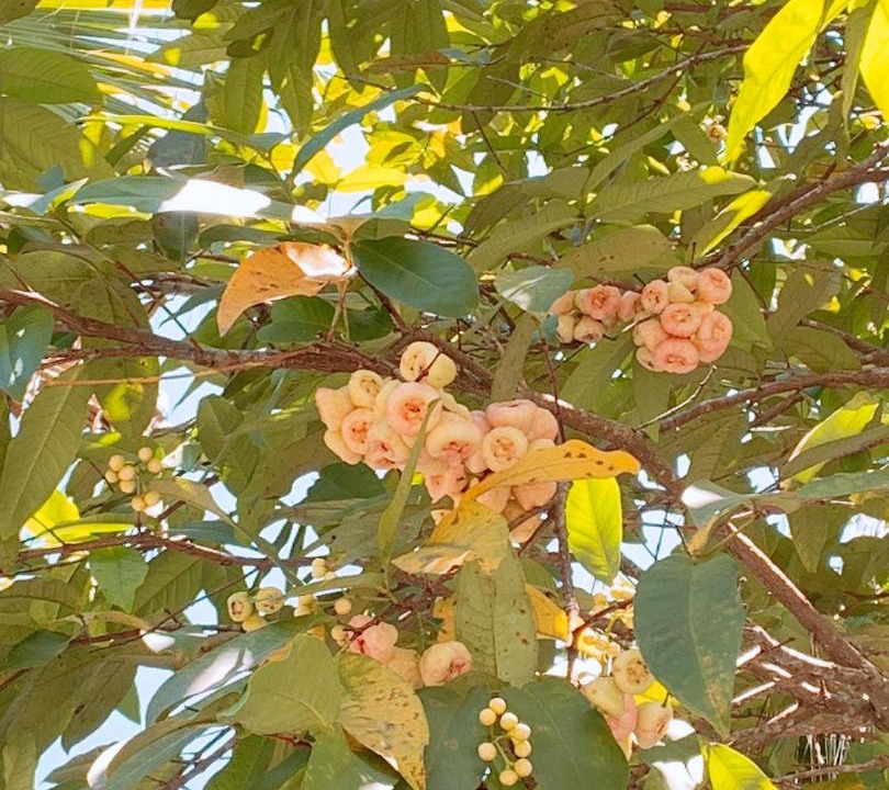 Photo of Outdoor in Ruisui