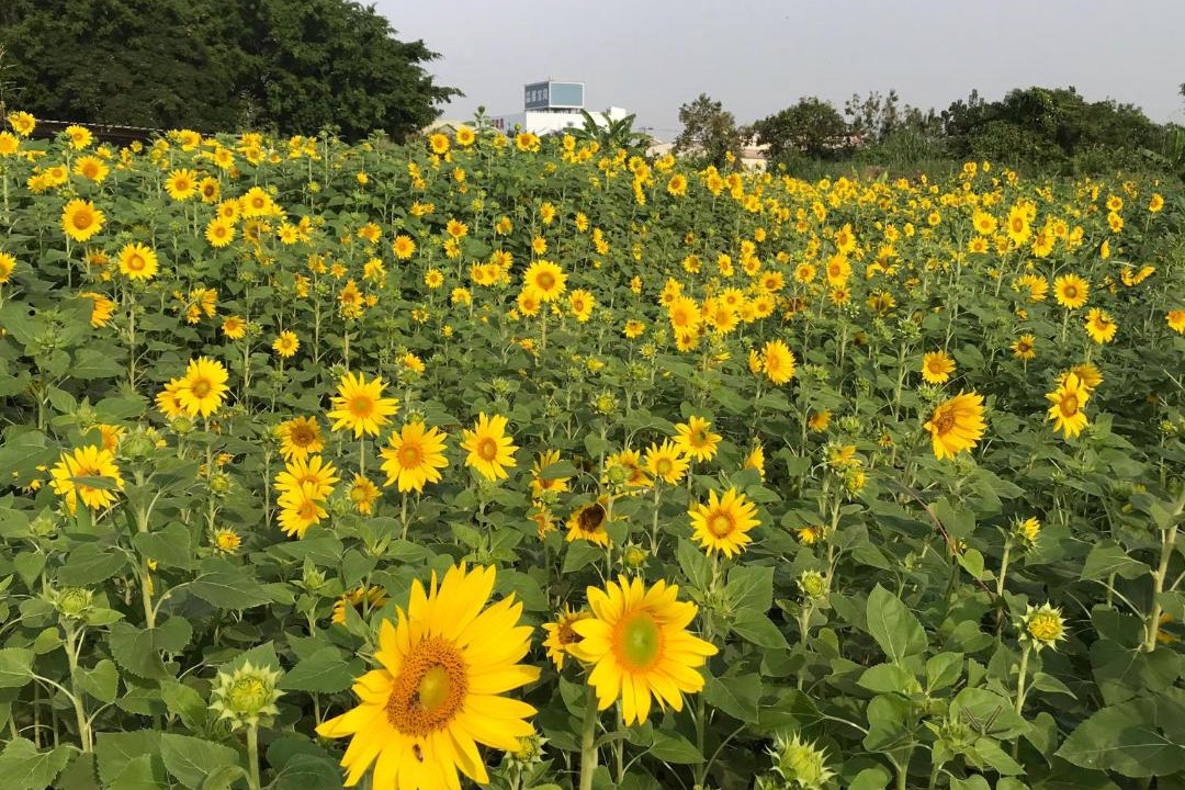 Photo of Others in Shuishang