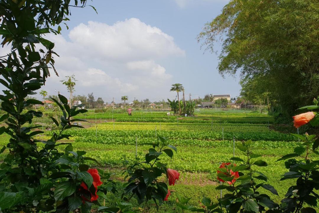 Photo of Others in Tra Que Vegetable Village