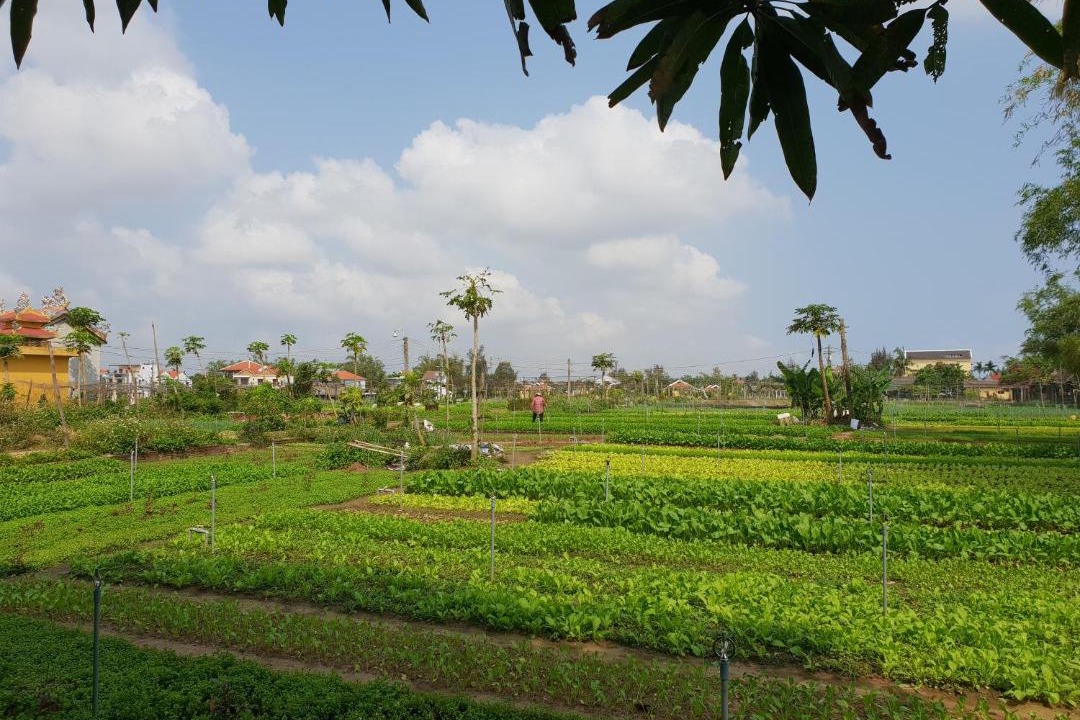 Photo of Others in Tra Que Vegetable Village