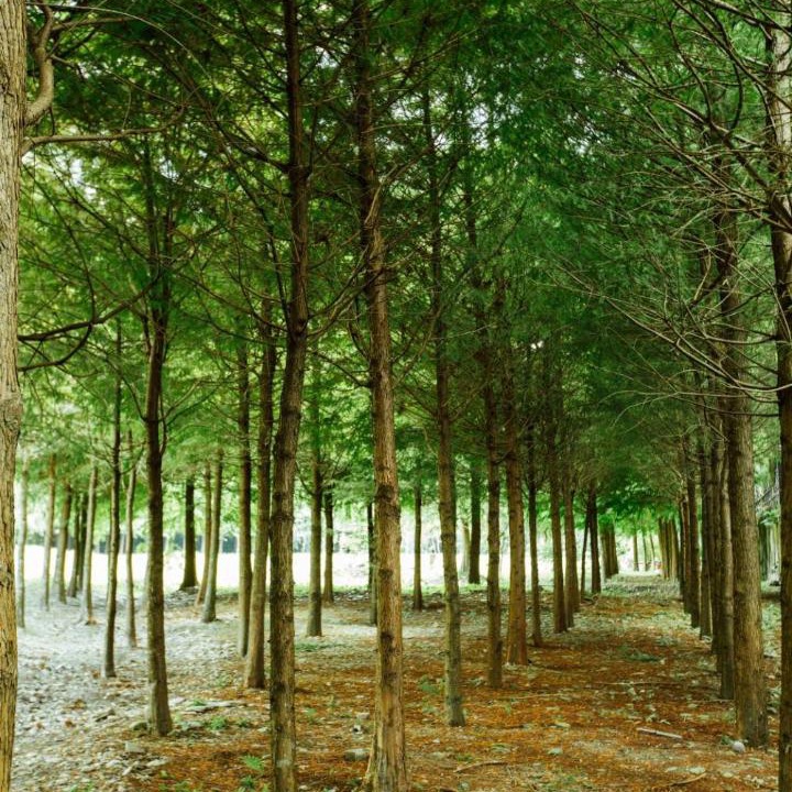Photo of Others in Puli