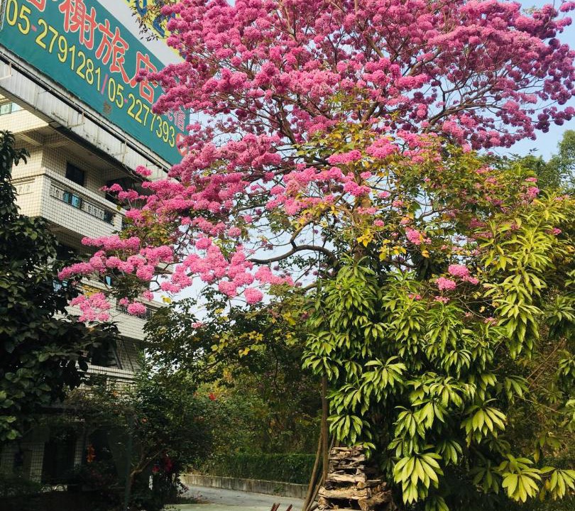 Photo of Others in Chiayi