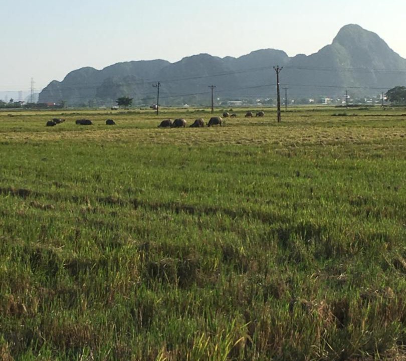 Photo of Others in Hoa Lu