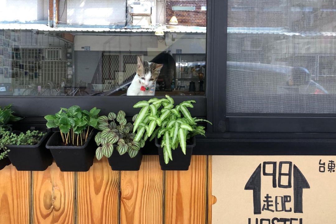 Photo of Others in Taitung City Centre