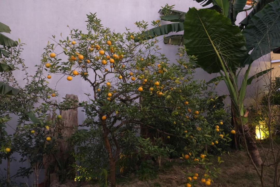 Photo of Others in Sa Pa