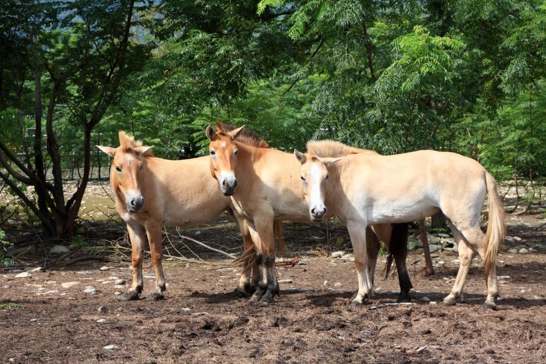 Photo of Others in Chishang