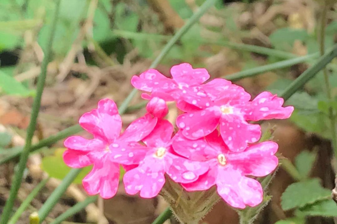 Photo of Outdoor in Alishan
