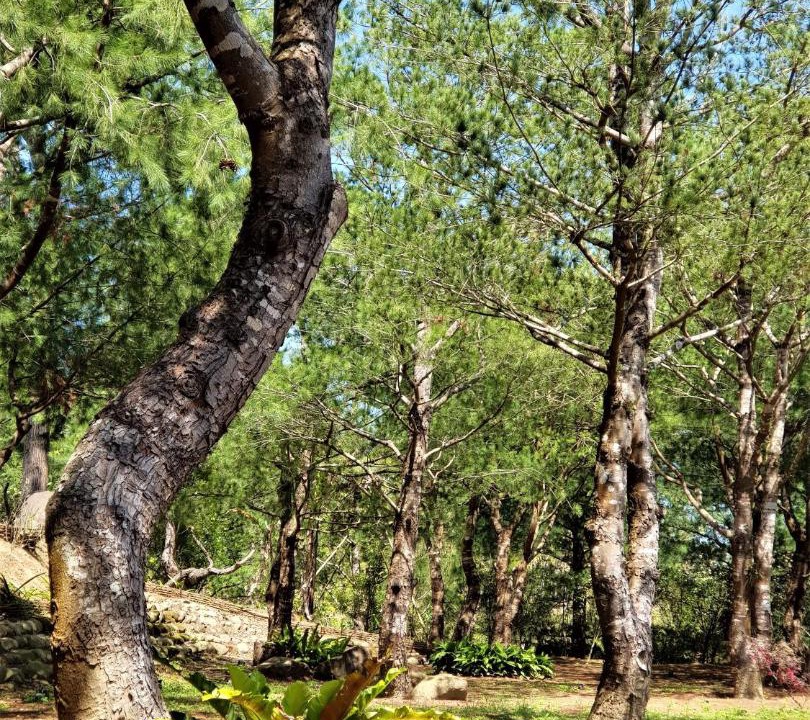 Photo of Others in Shitan